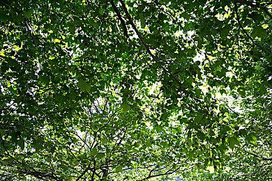 《星位继承者》将于9月30日上市 支持简体中文